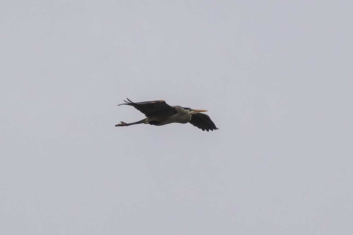Great Blue Heron - ML634209058