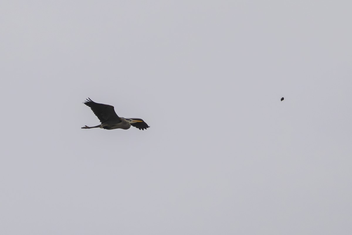 Great Blue Heron - ML634209059
