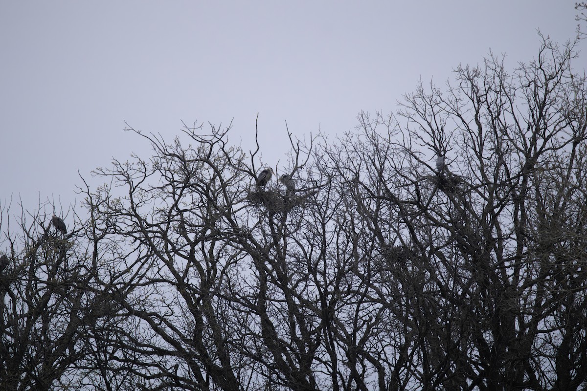 Great Blue Heron - ML634209061