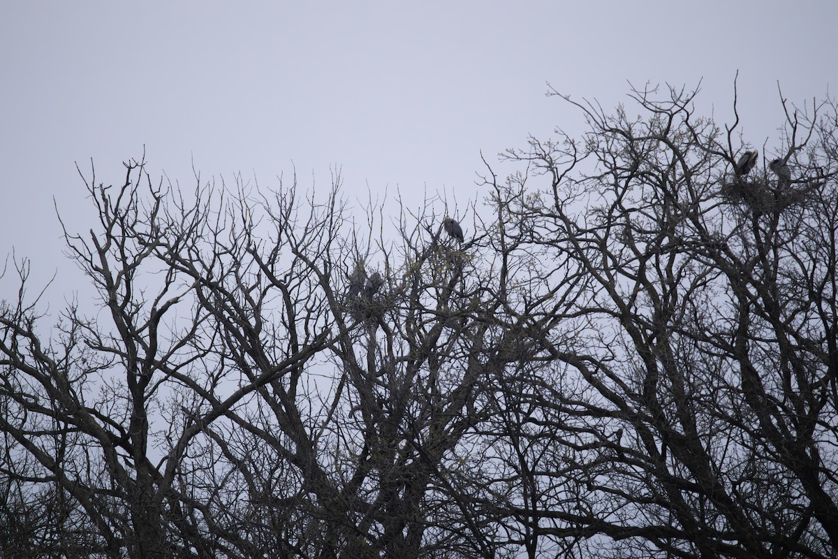 Great Blue Heron - ML634209062