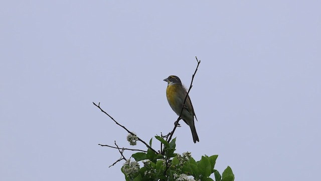 Dickcissel - ML634209074