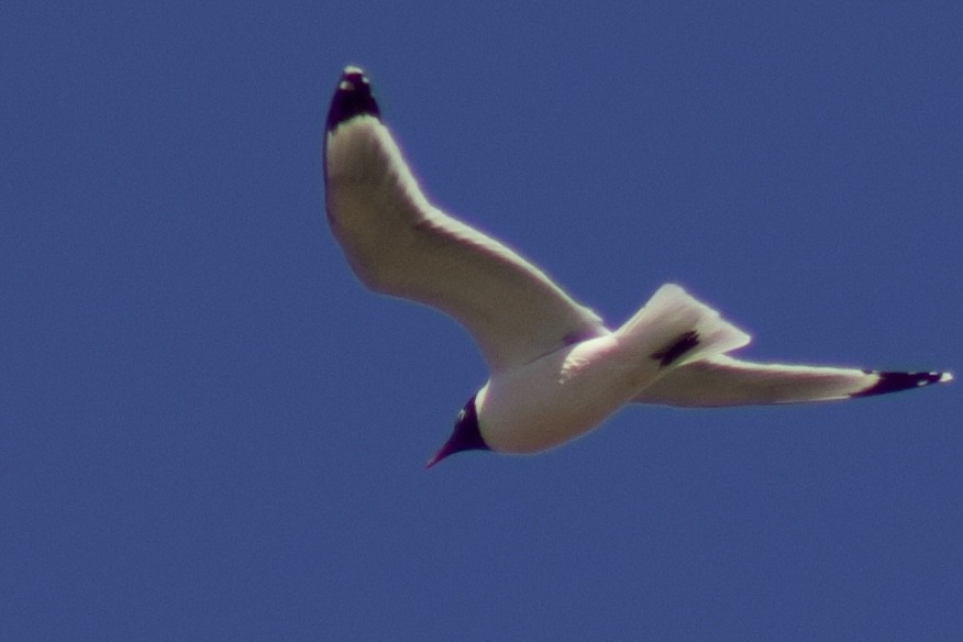 Franklin's Gull - ML634209077