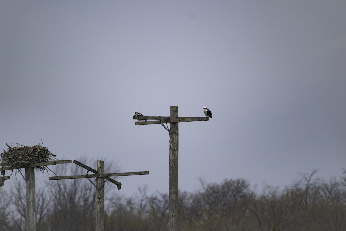 Osprey - ML634209084