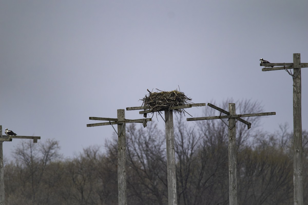 Osprey - ML634209085