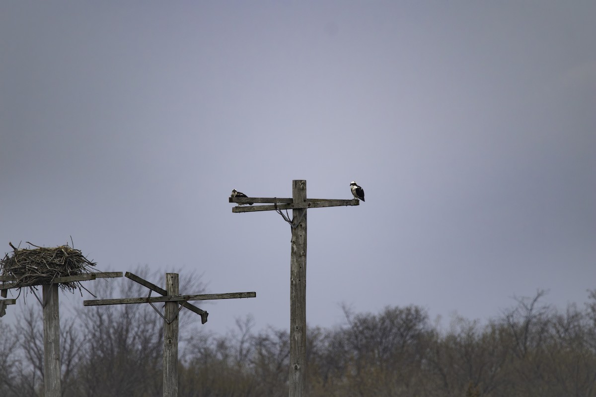 Osprey - ML634209086