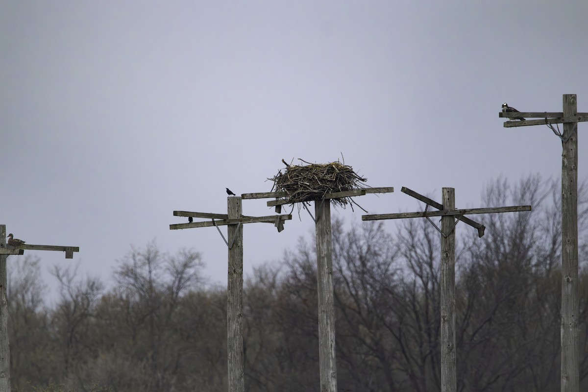 Osprey - ML634209087