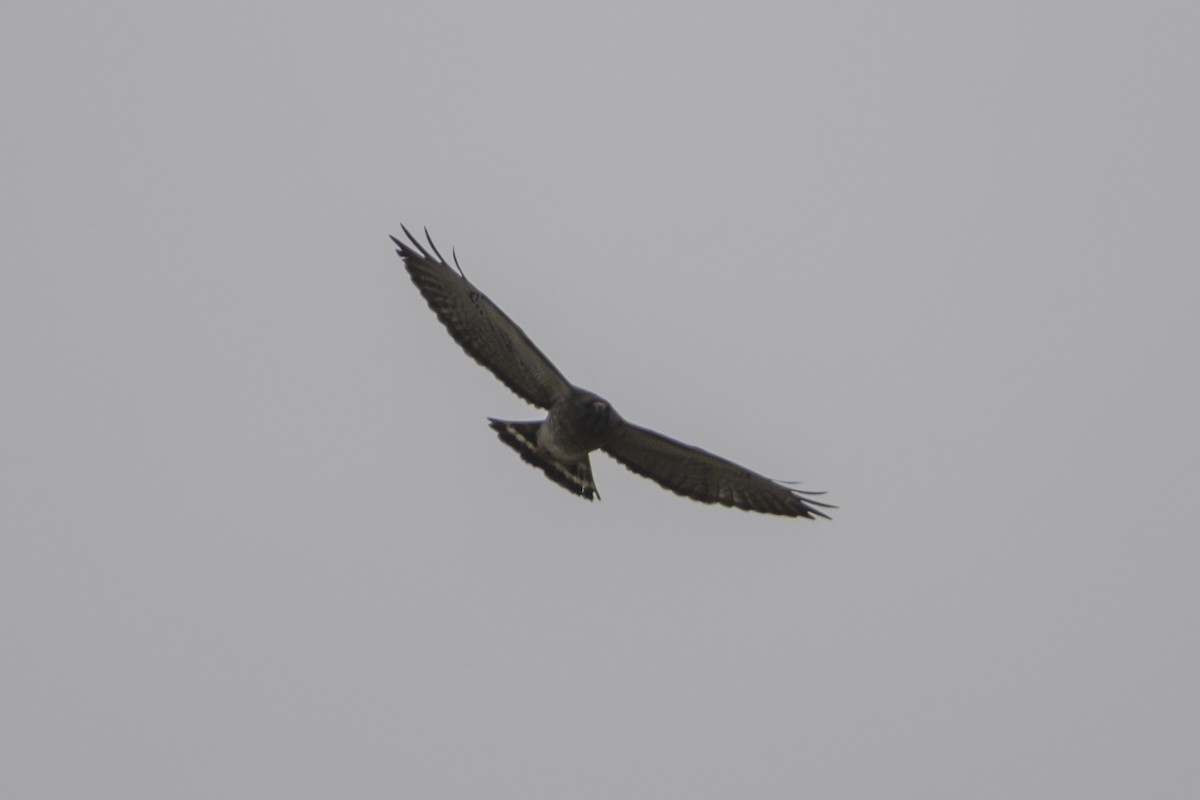 Broad-winged Hawk - ML634209089