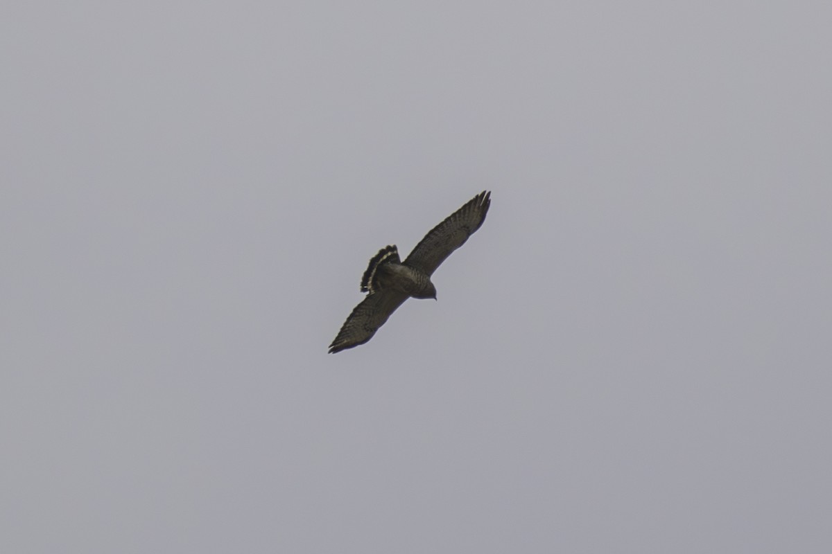 Broad-winged Hawk - ML634209090