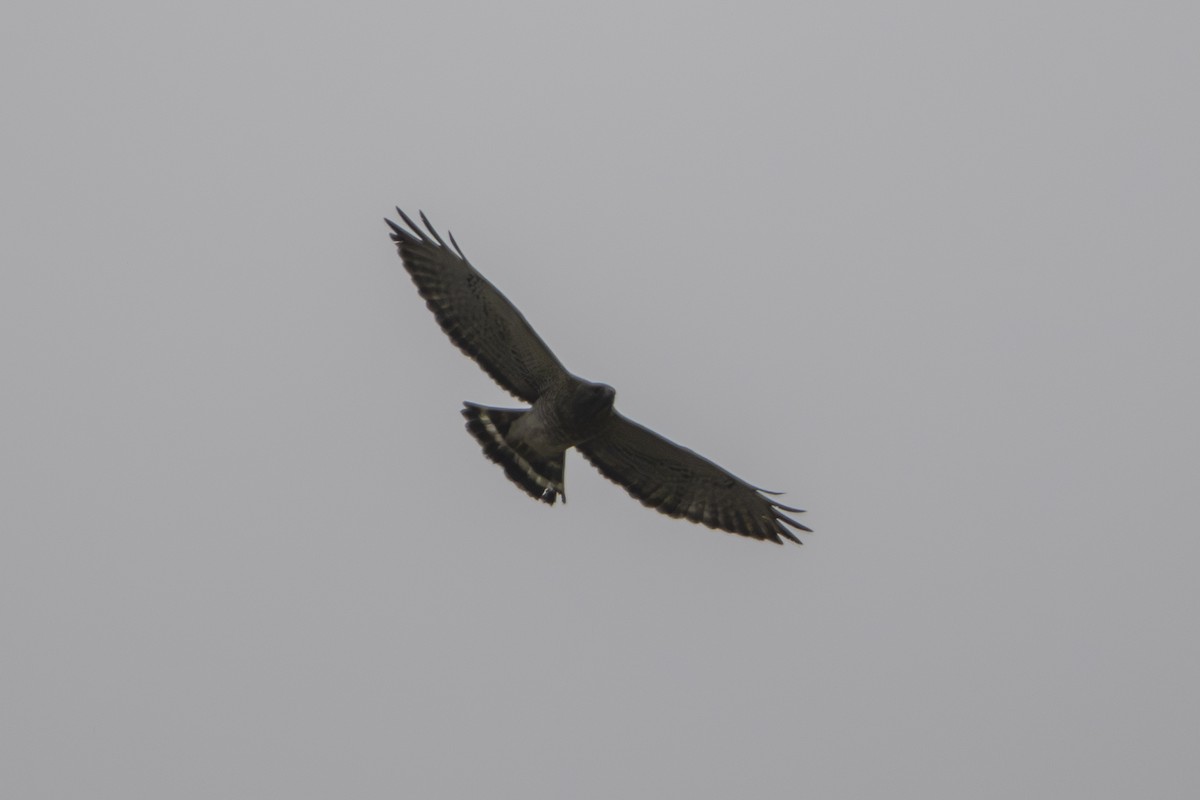 Broad-winged Hawk - ML634209091