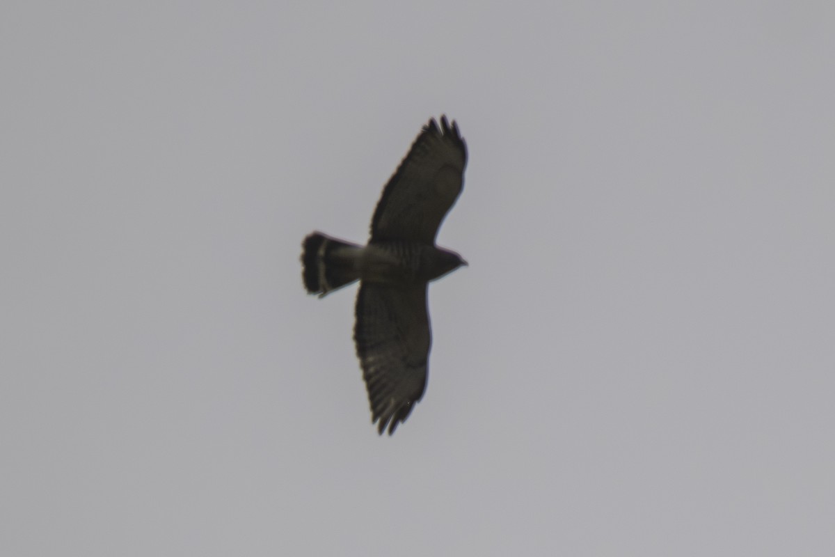 Broad-winged Hawk - ML634209093