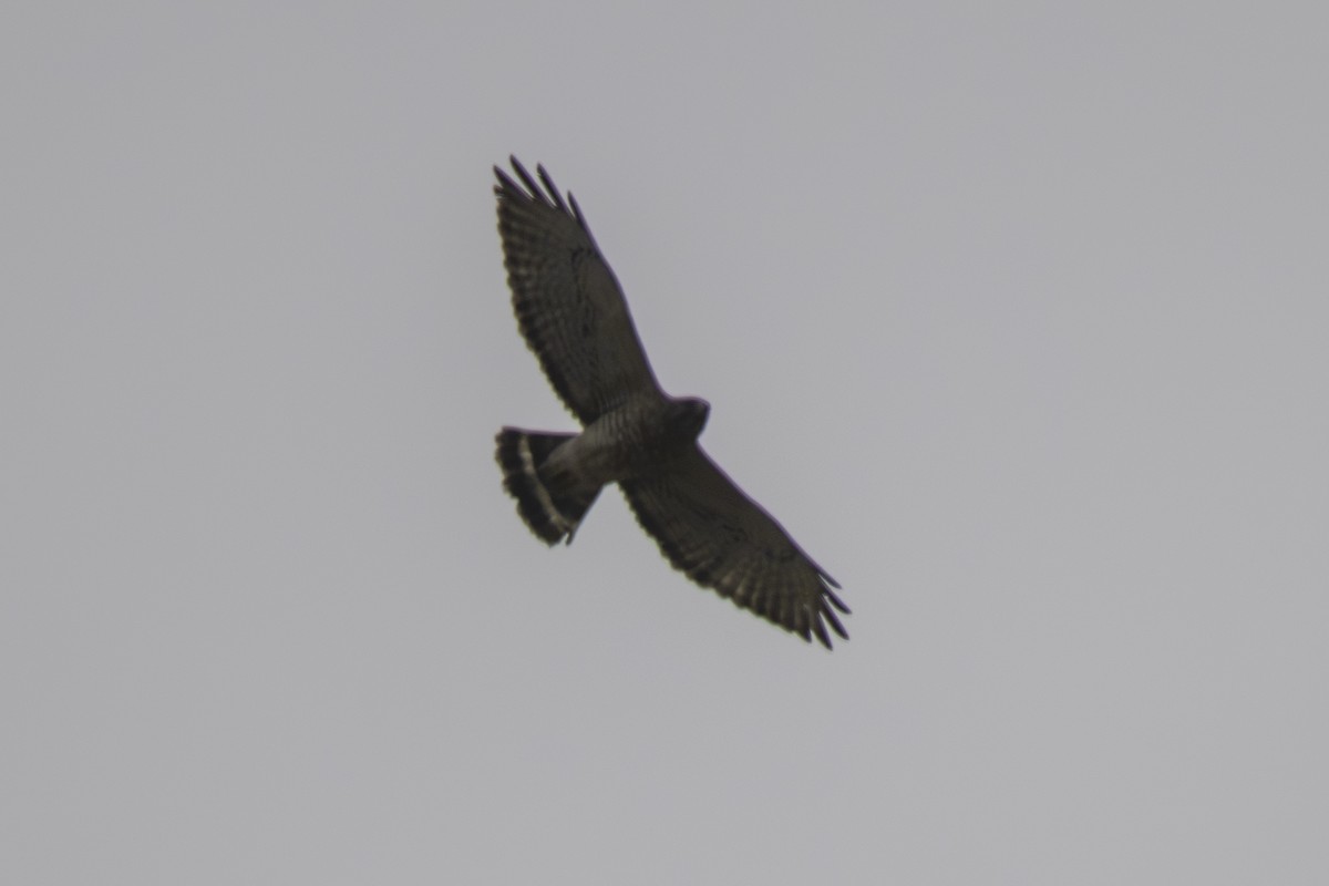 Broad-winged Hawk - ML634209094
