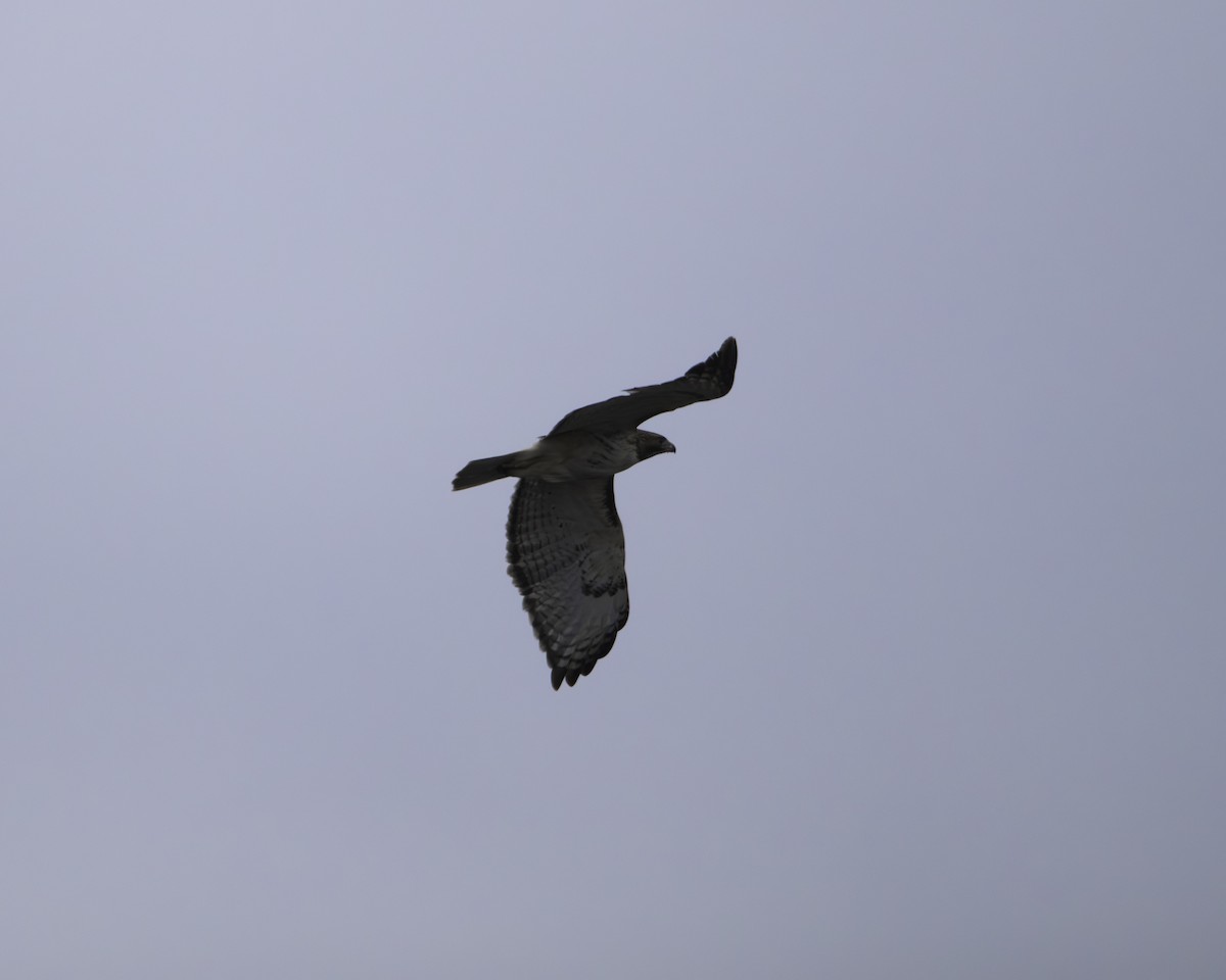 Red-tailed Hawk - ML634209096