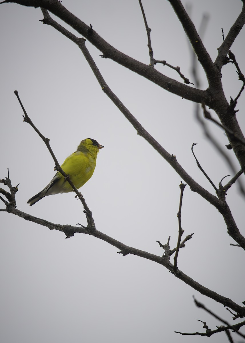 American Goldfinch - ML634209098