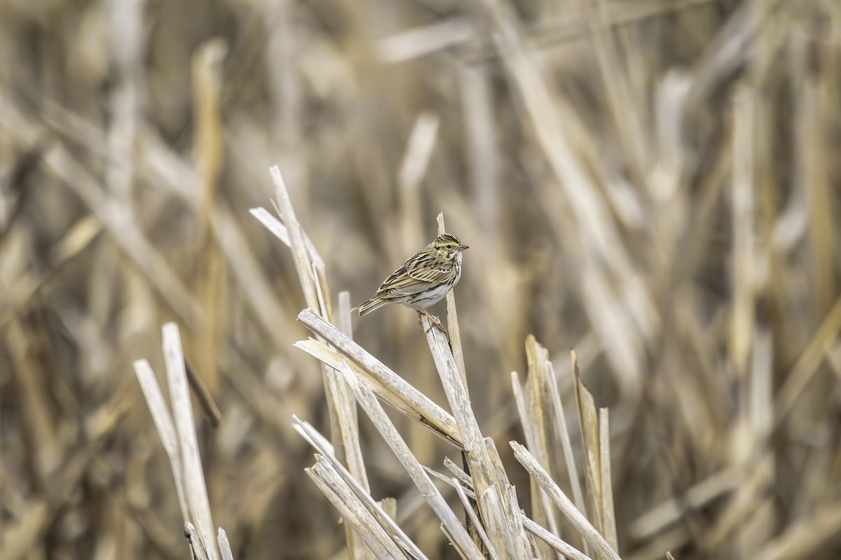 Savannah Sparrow - ML634209104