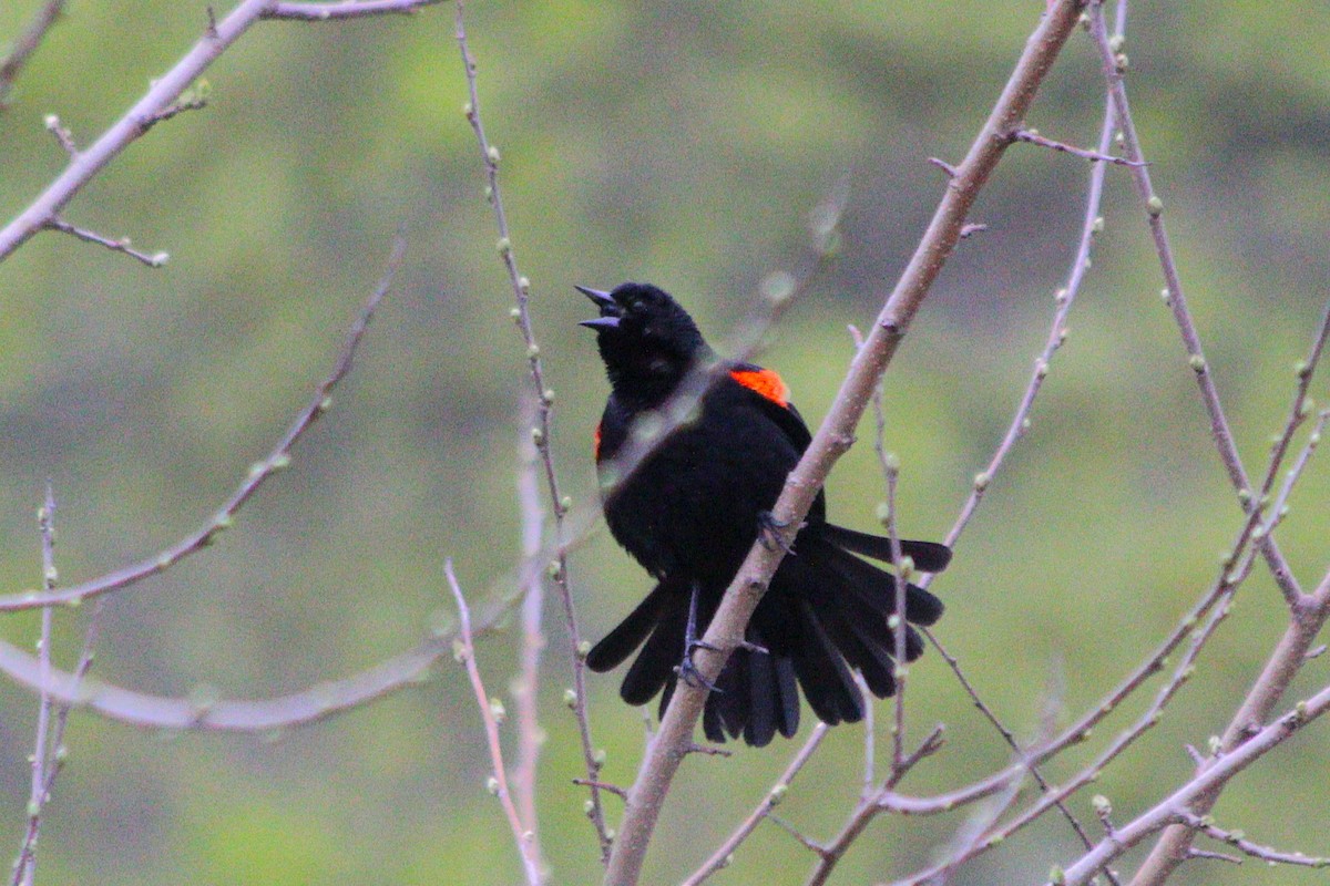 Red-winged Blackbird - ML634209119