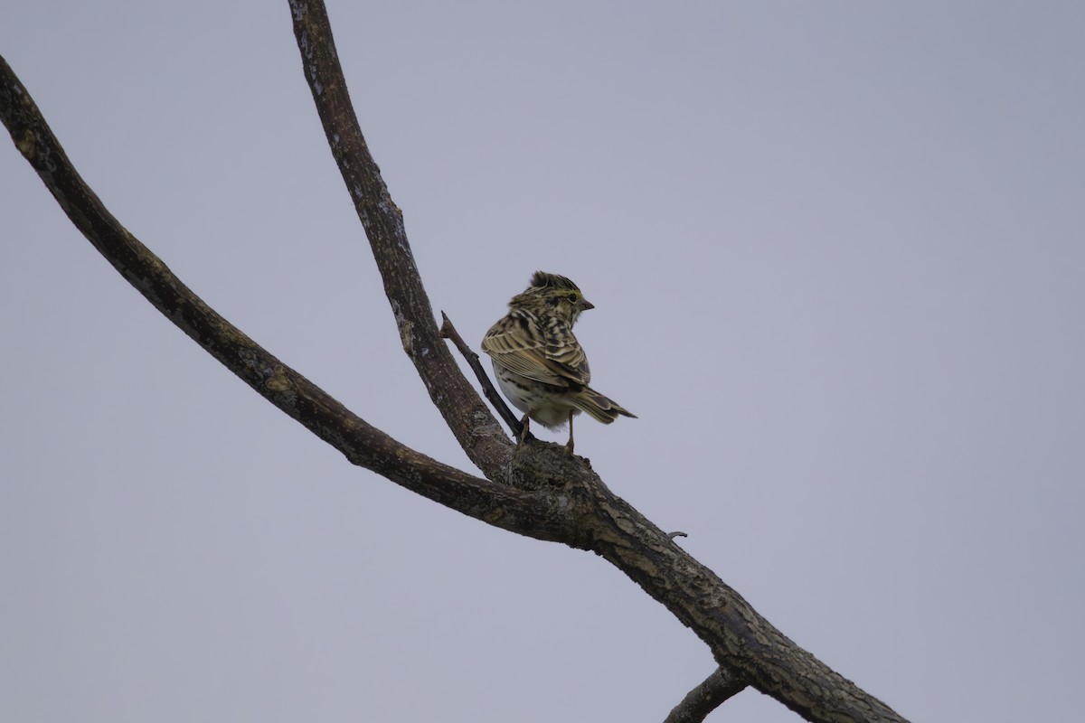 Savannah Sparrow - ML634209136