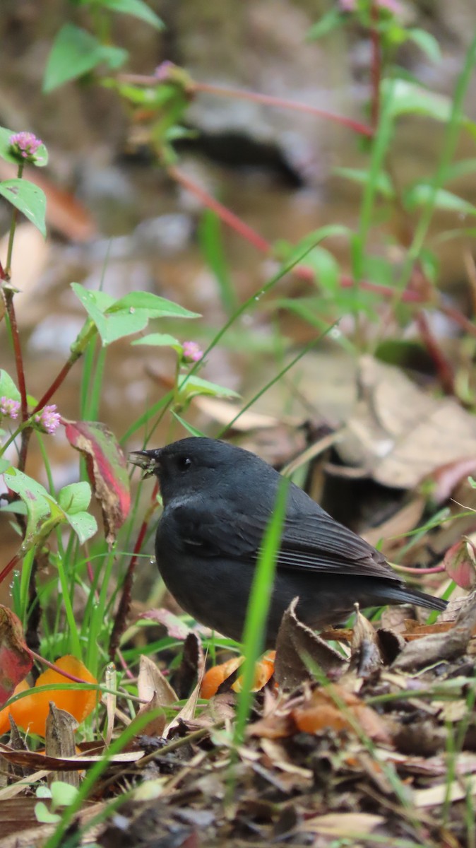Slaty Finch - ML634209142