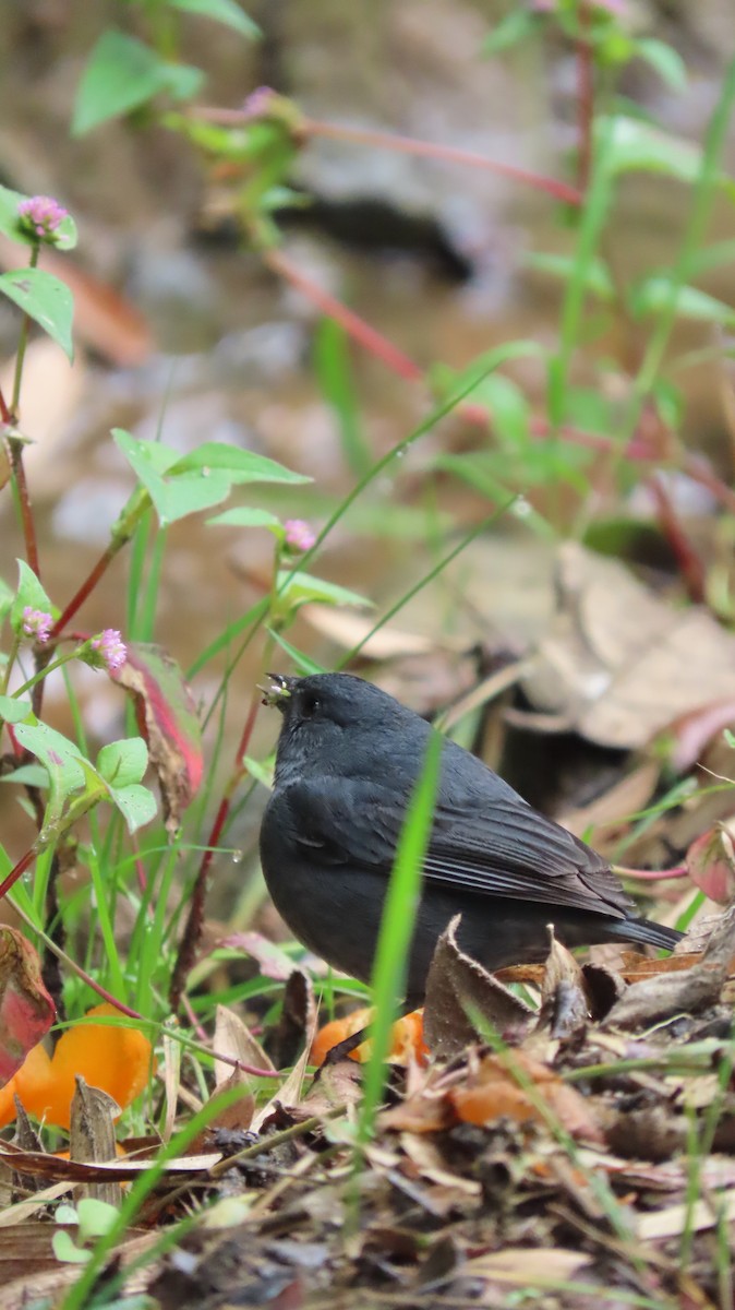 Slaty Finch - ML634209143