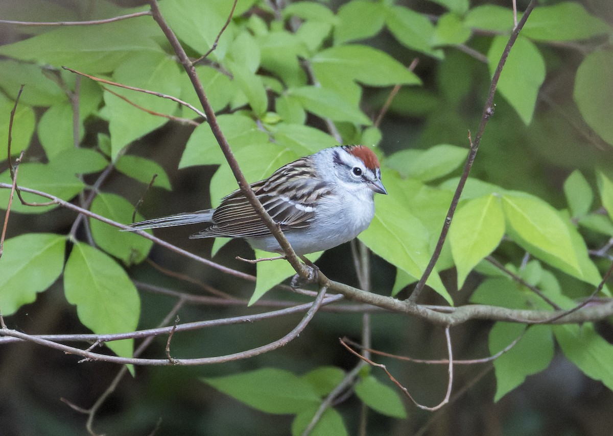 Chipping Sparrow - ML634209154