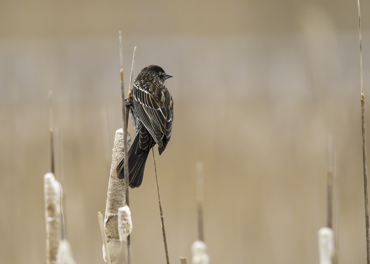 Red-winged Blackbird - ML634209157