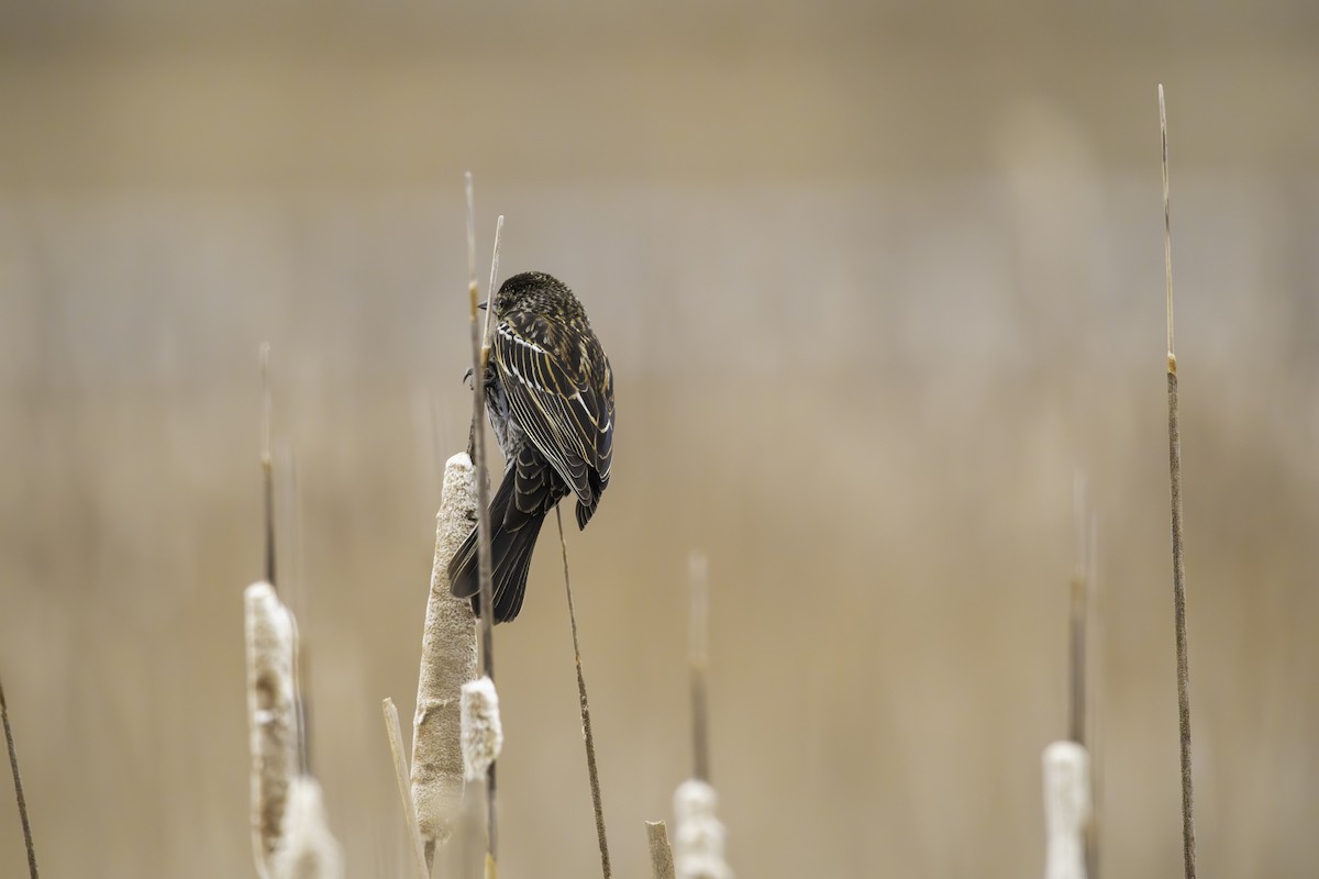 Red-winged Blackbird - ML634209158