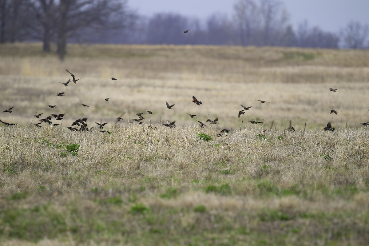 Red-winged Blackbird - ML634209159