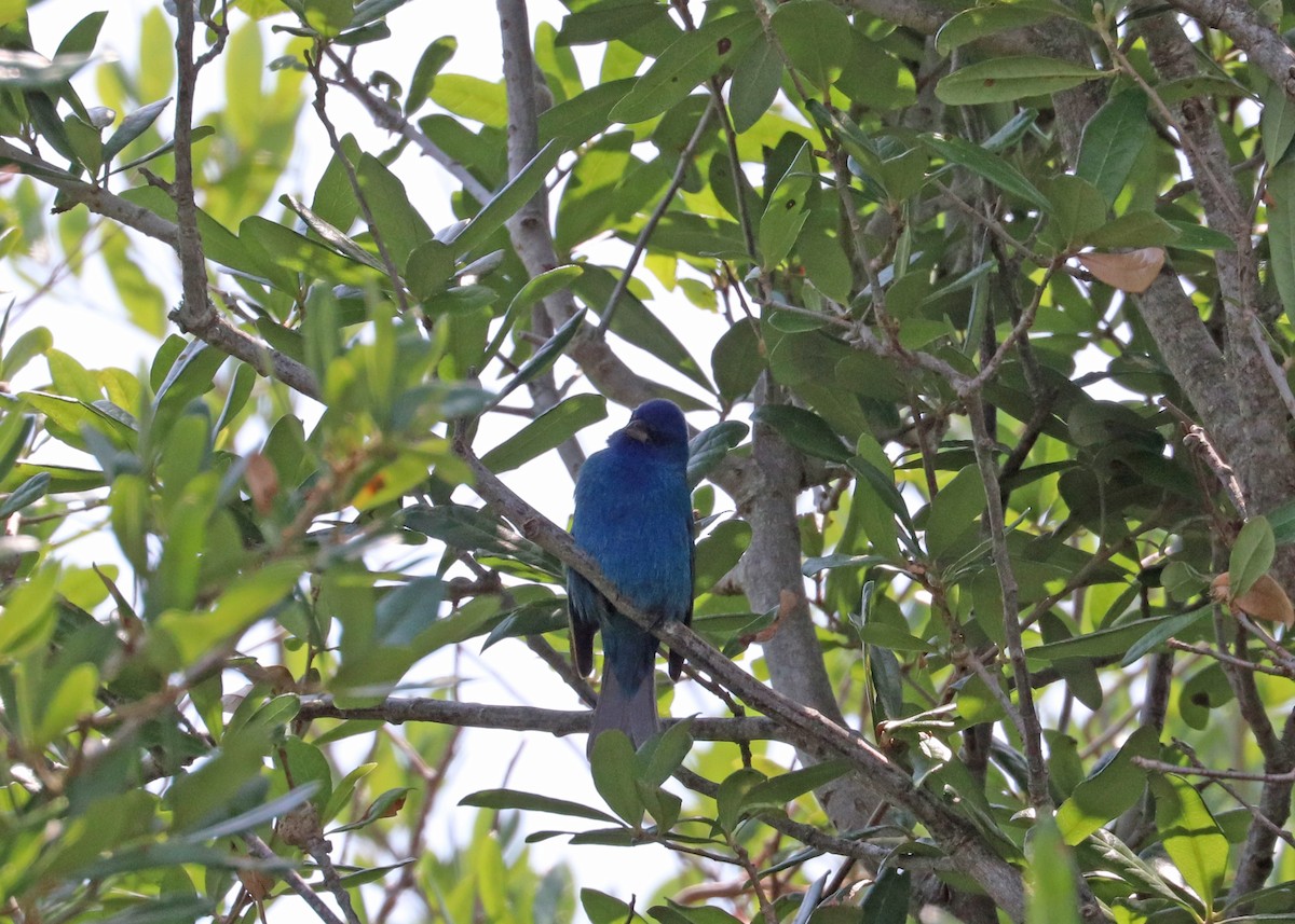 Indigo Bunting - ML634209180