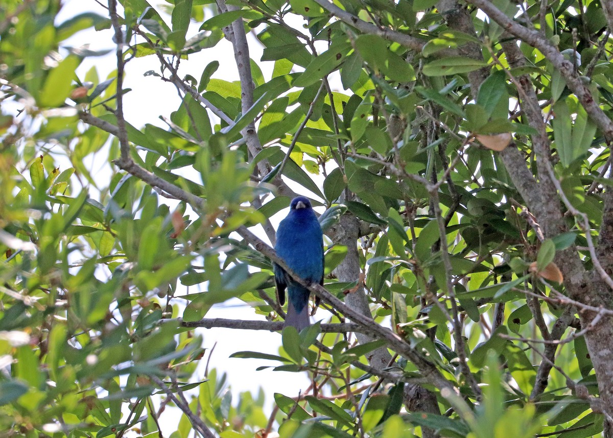 Indigo Bunting - ML634209181