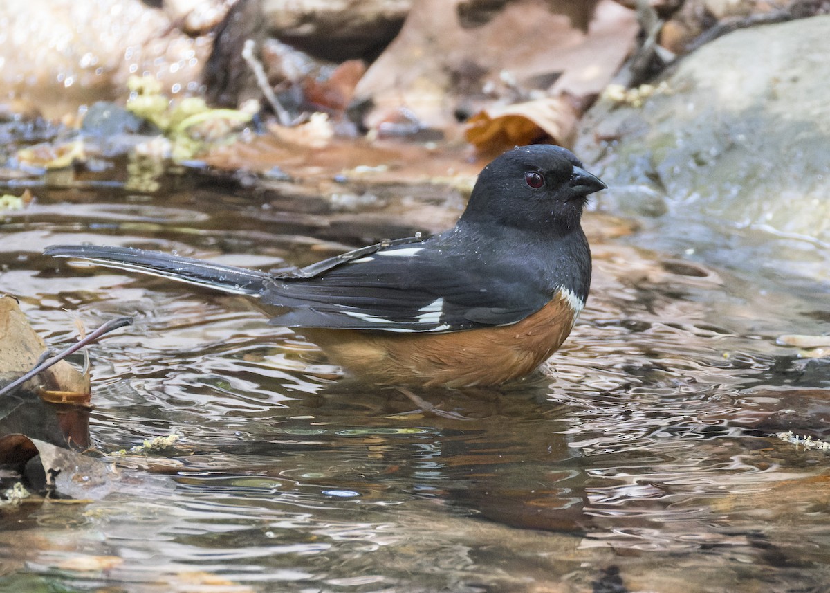 Eastern Towhee - ML634209187