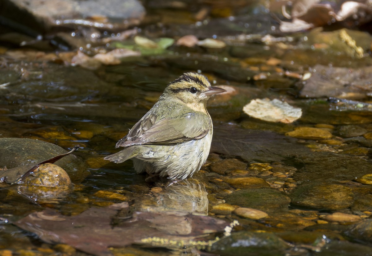 Worm-eating Warbler - ML634209199