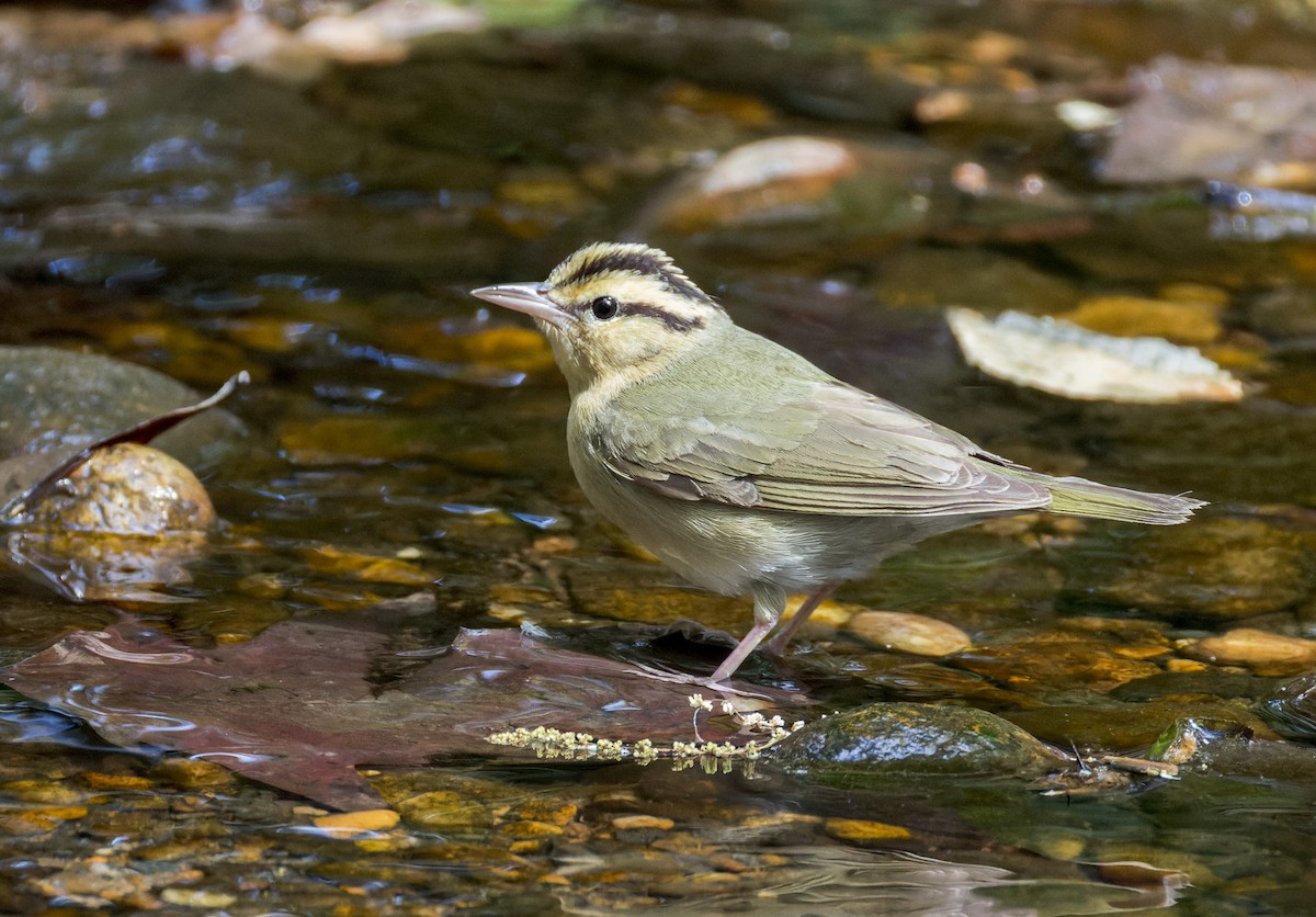 Worm-eating Warbler - ML634209200