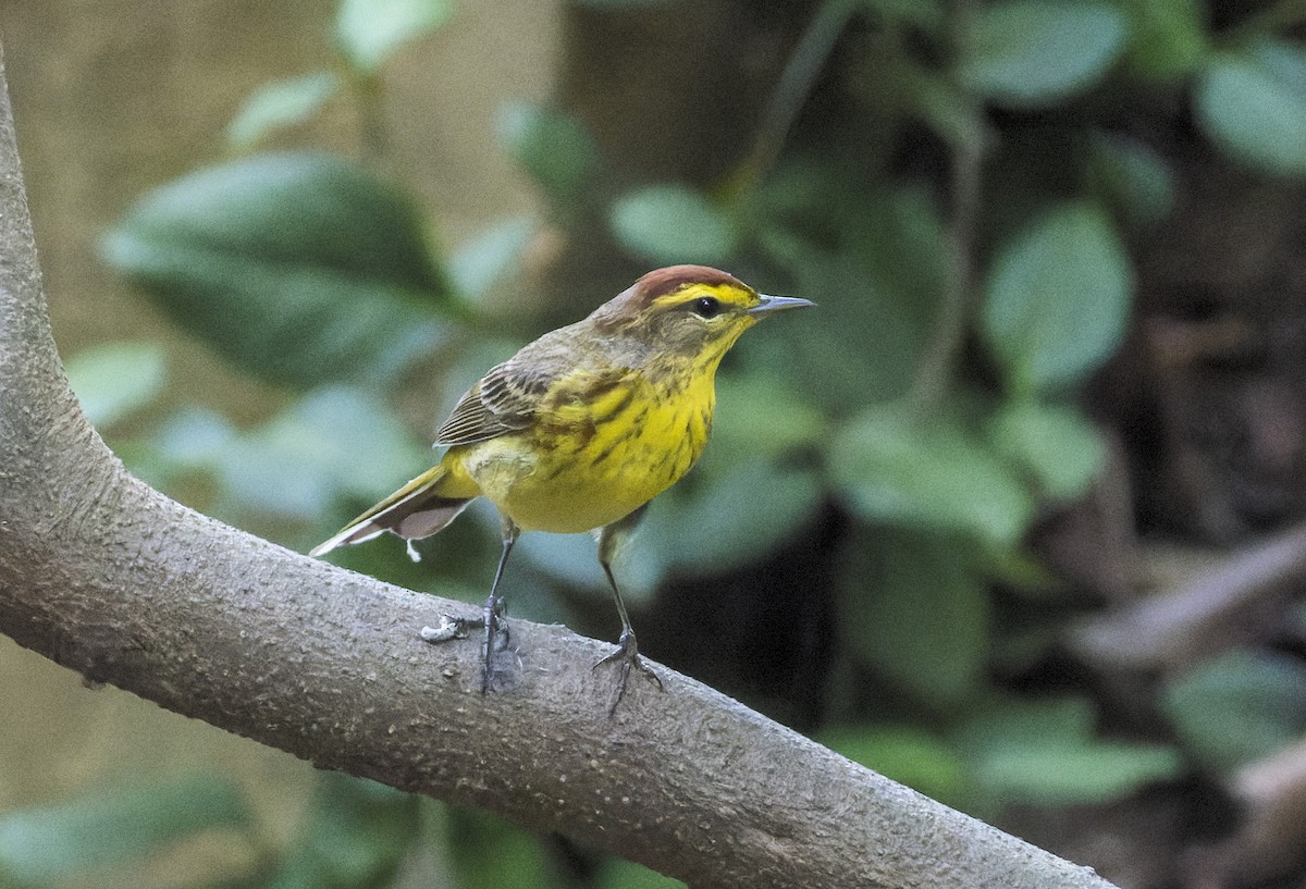 Palm Warbler - ML634209238