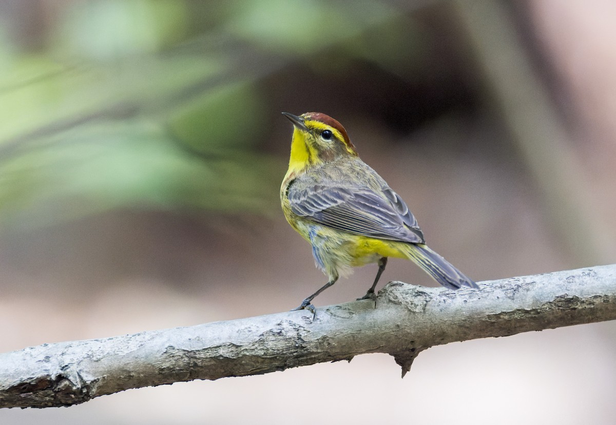 Palm Warbler - ML634209239