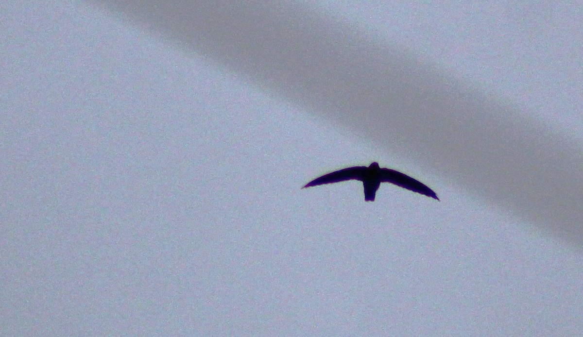 Sick's Swift - ML634209340