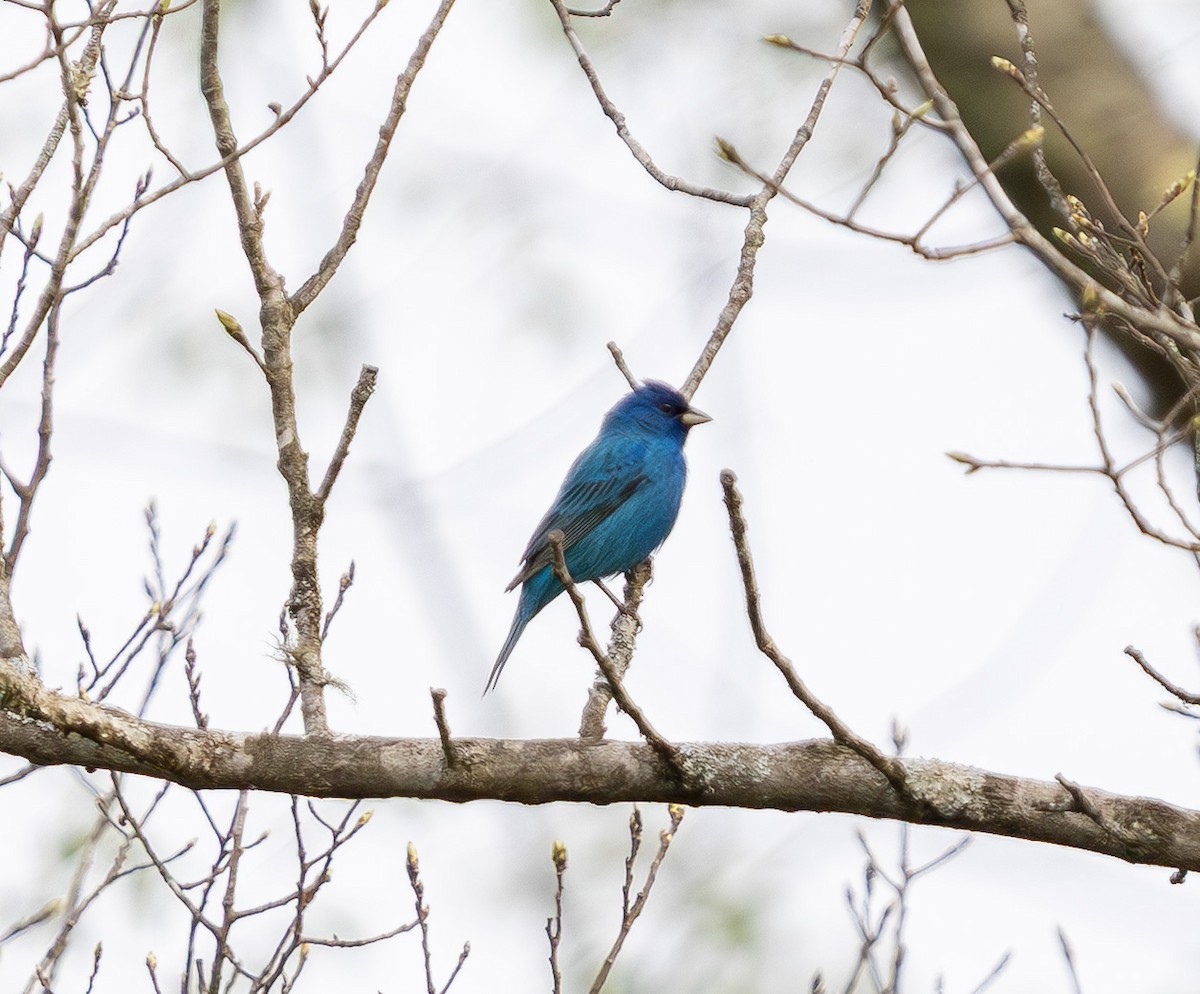 Indigo Bunting - ML634209349