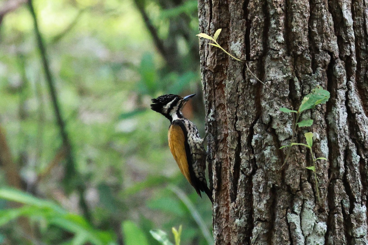 Greater/Common Flameback - ML634209376