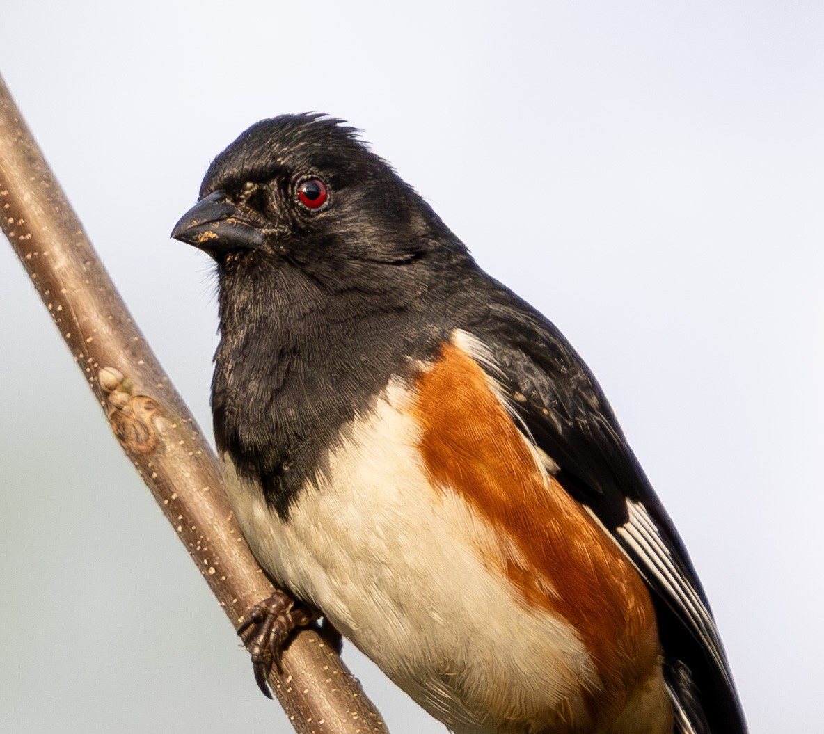 Eastern Towhee - ML634209395