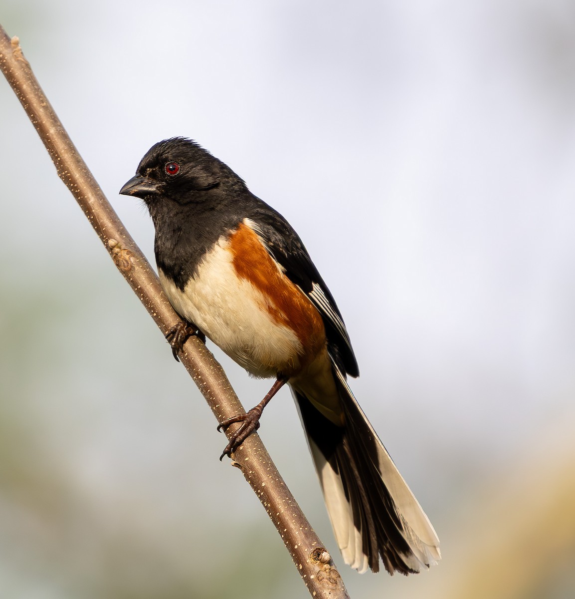 Eastern Towhee - ML634209397