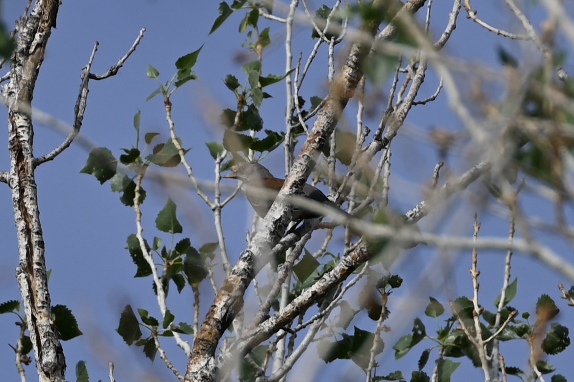 Rufous-backed Robin - ML634209398