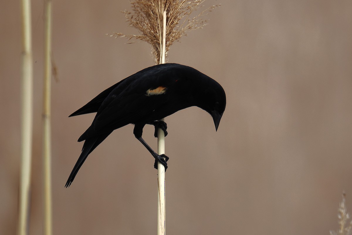 Red-winged Blackbird - ML634209472