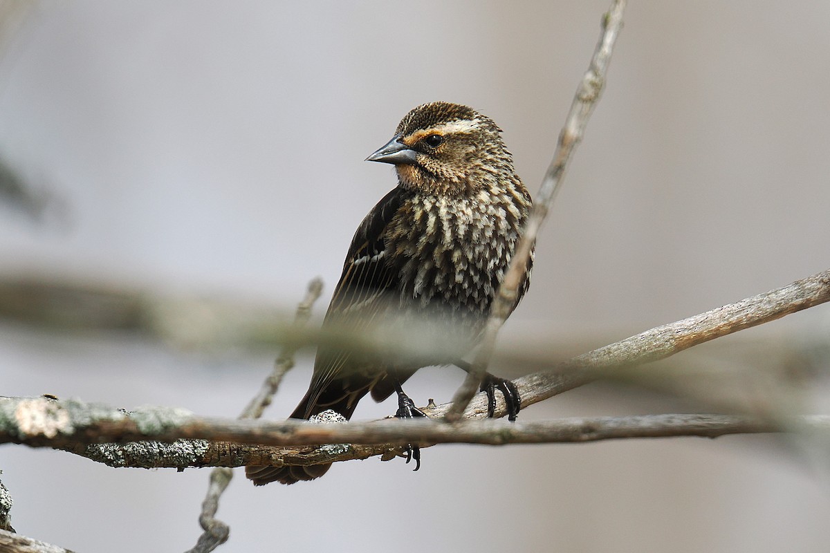 Red-winged Blackbird - ML634209474