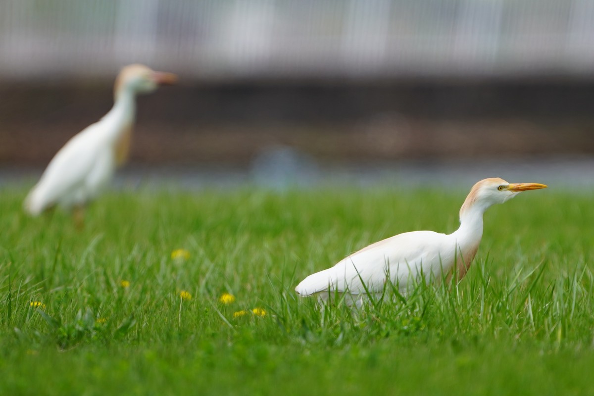 Western Cattle-Egret - ML634209555