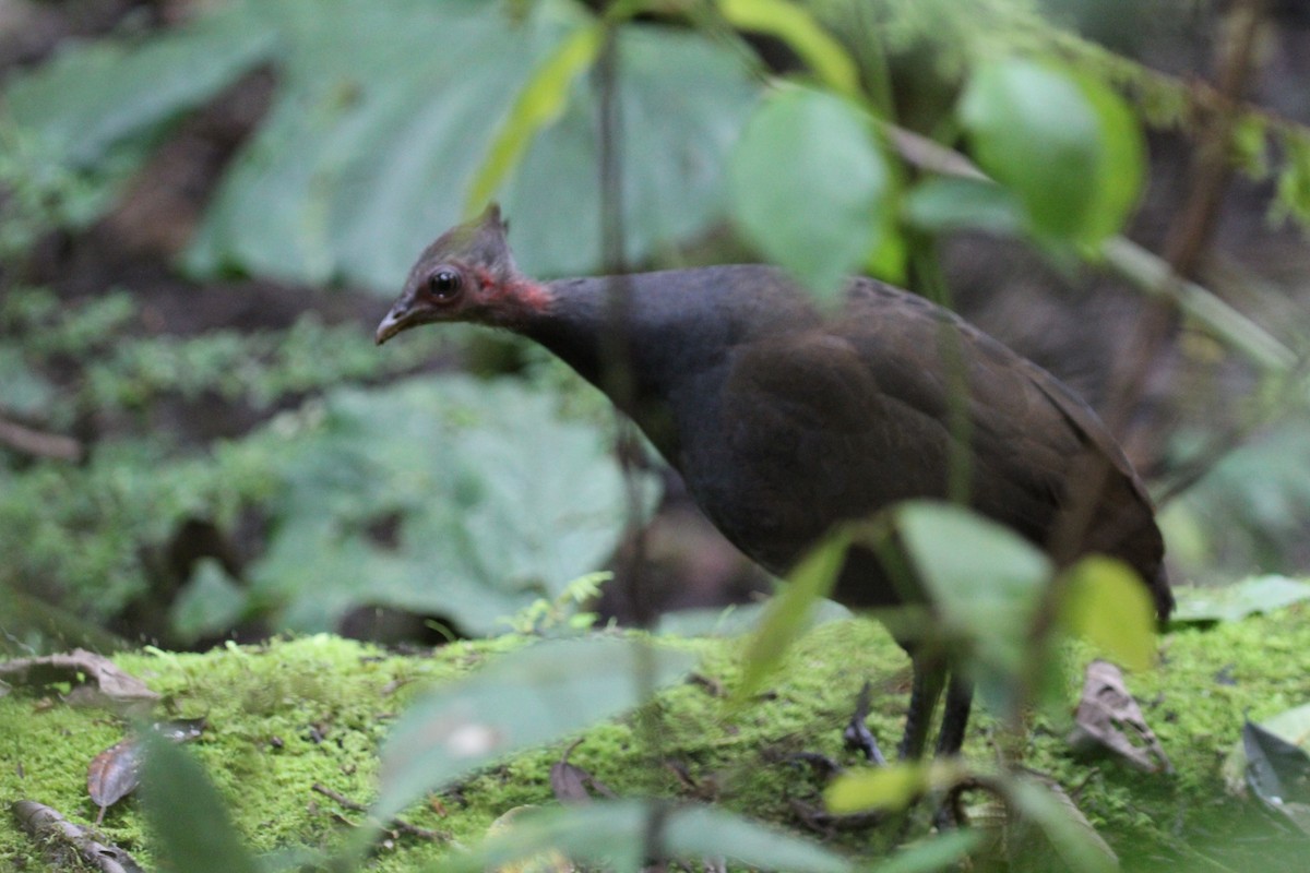 New Guinea Megapode - ML634209762