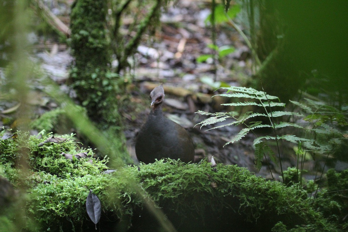 New Guinea Megapode - ML634209763