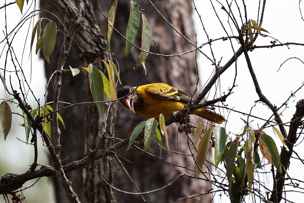 Black-hooded Oriole - ML634209774