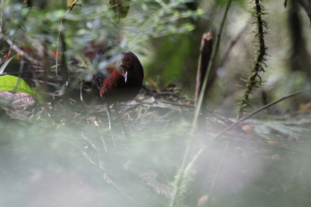 Forbes's Forest Rail - ML634209813