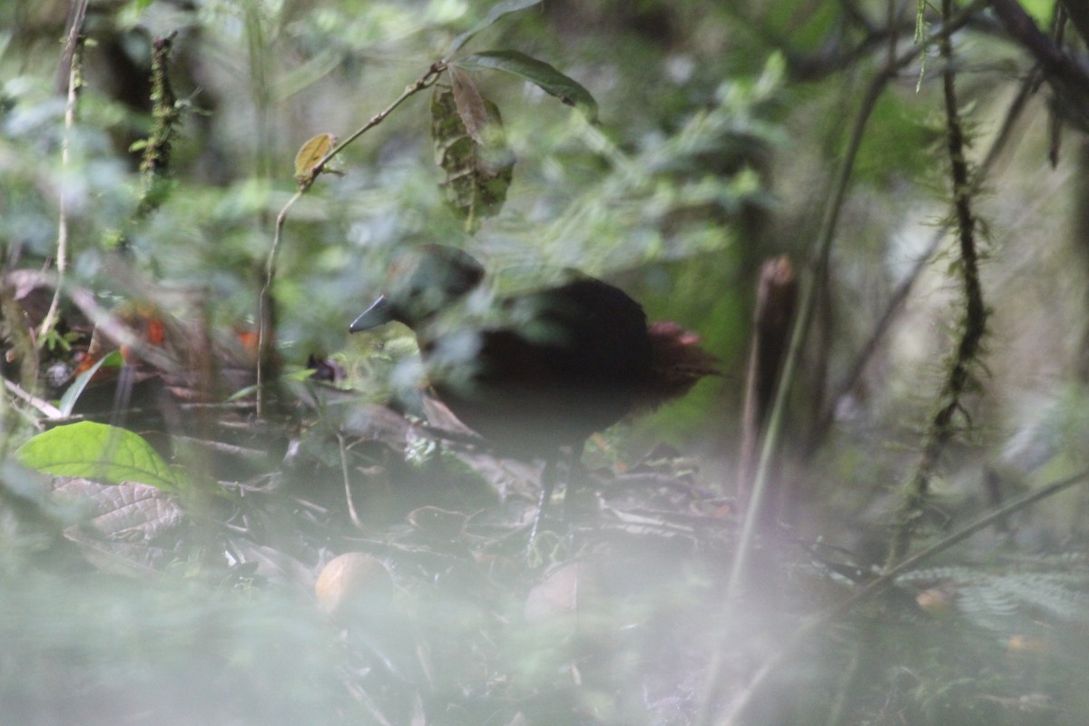 Forbes's Forest Rail - ML634209815
