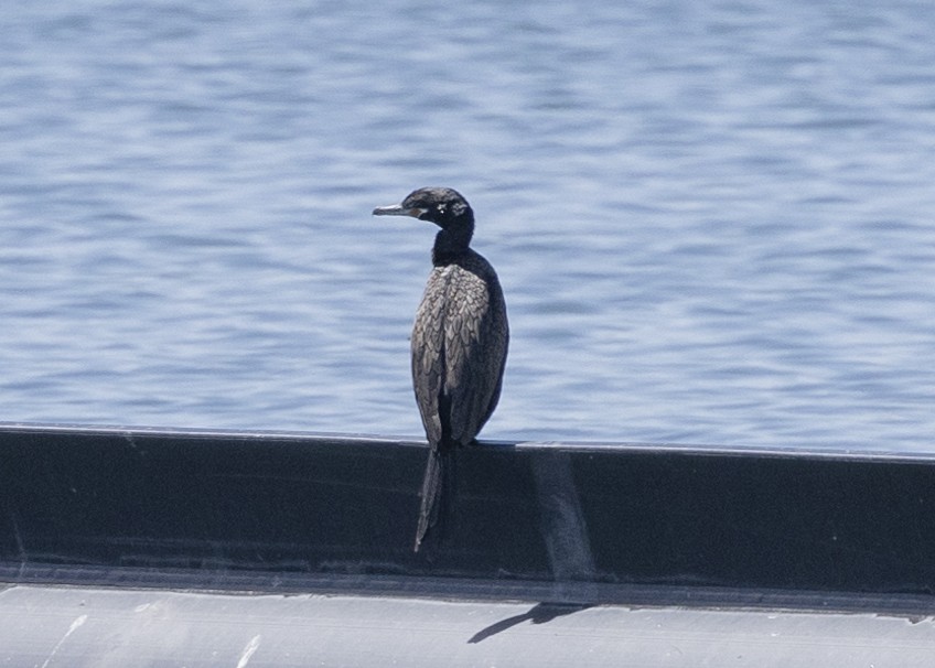 Neotropic Cormorant - ML634209817