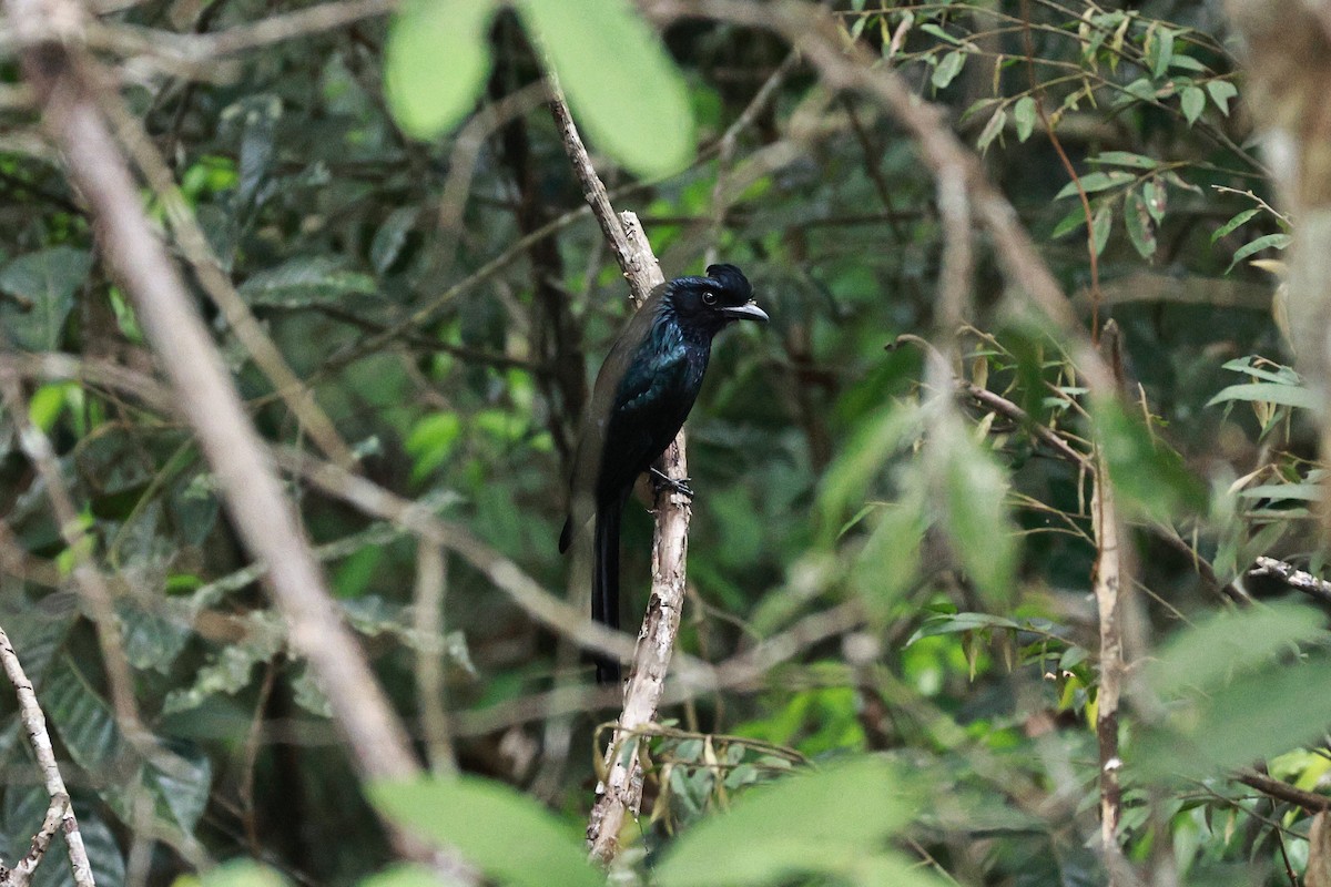 Greater Racket-tailed Drongo - ML634209877