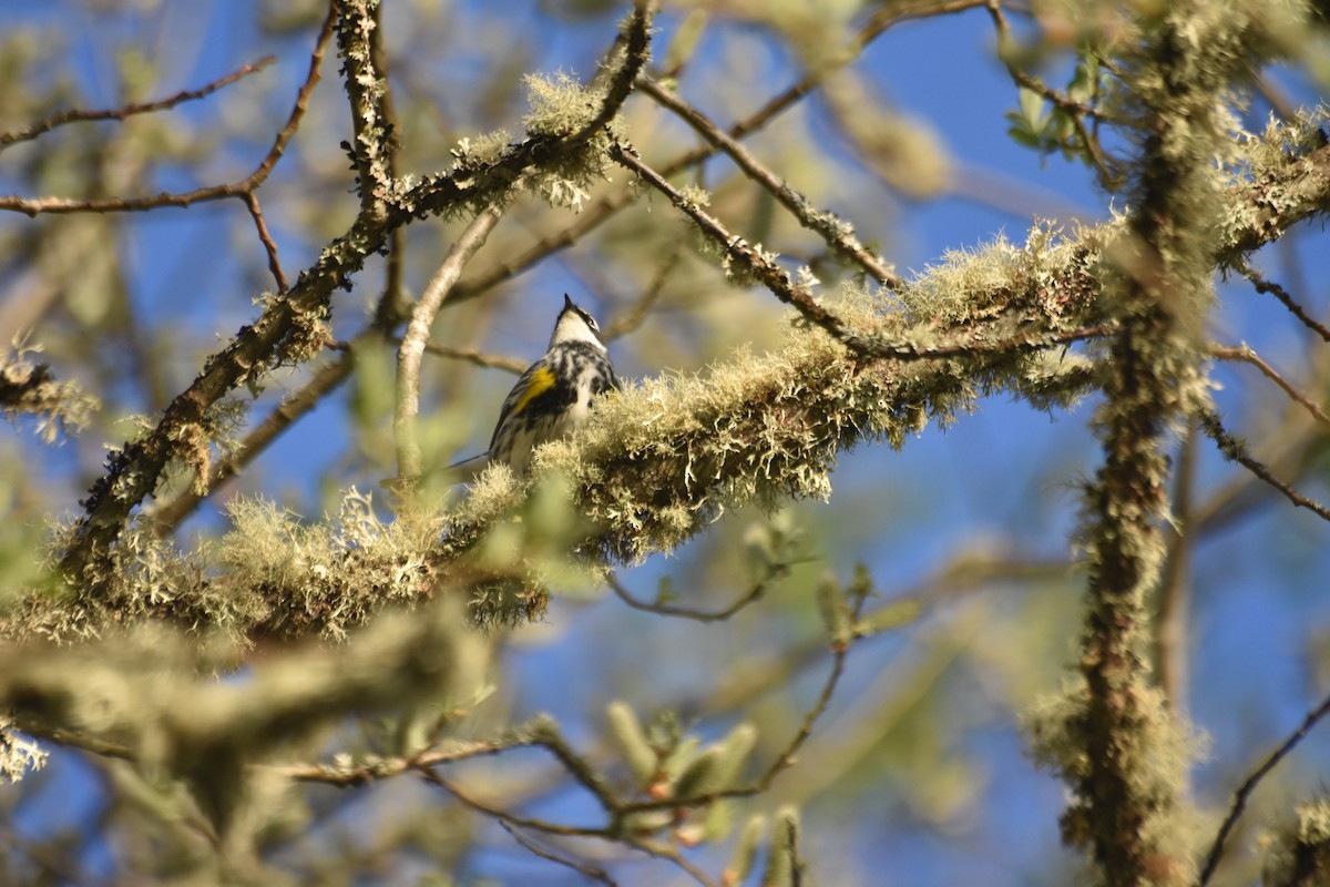 Kronenwaldsänger (coronata) - ML634209899